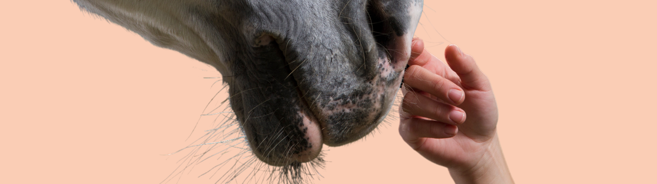 Je paard opleiden, van de peuterspeelzaal tot universiteit